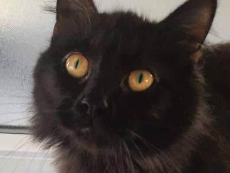 "Purdy," one of the cats up for adoption on Saturday (March 4).