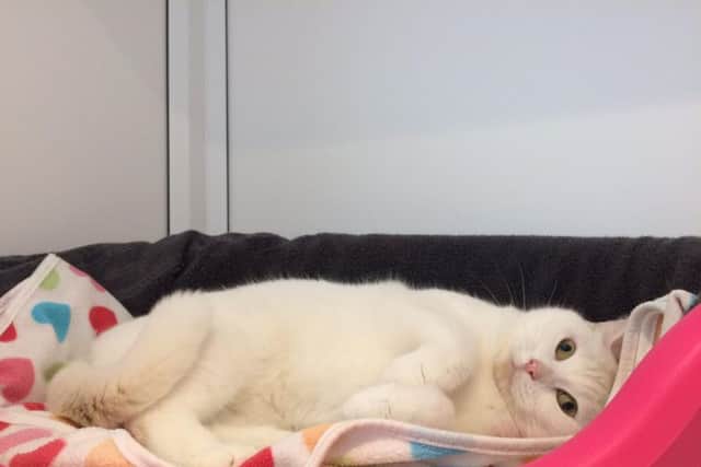 Doris, one of the cats up for adoption. She was brought in by RSPCA inspectors during Storm Doris.