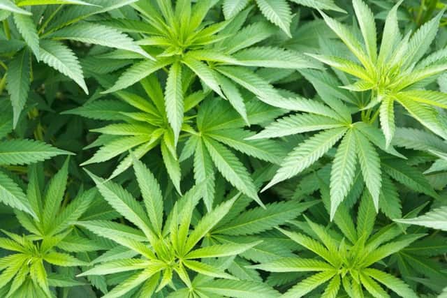 Stop Smoking Cannabis claim the drug causes "damage" to developing brains.