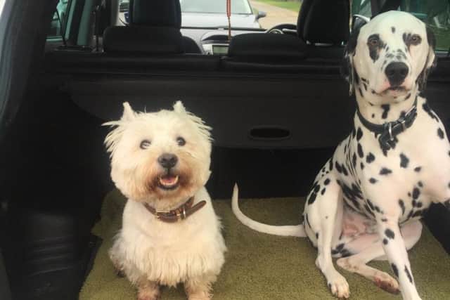 Ralph, left, and Hugo, right. Ralph was attacked in Abington Park on Friday.