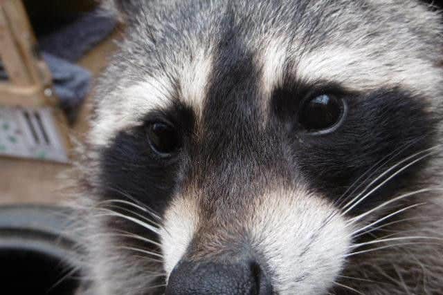 The raccoon that invaded a Northampton couple's home