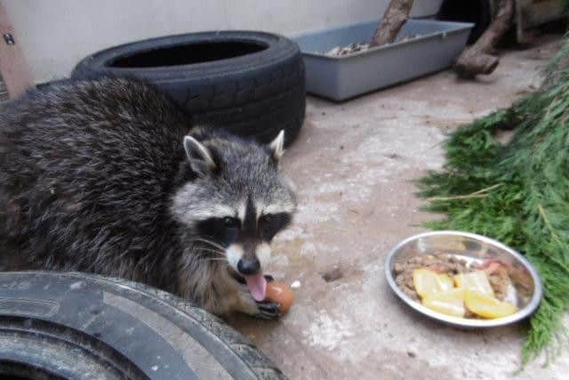 The raccoon that invaded a Northampton couple's home
