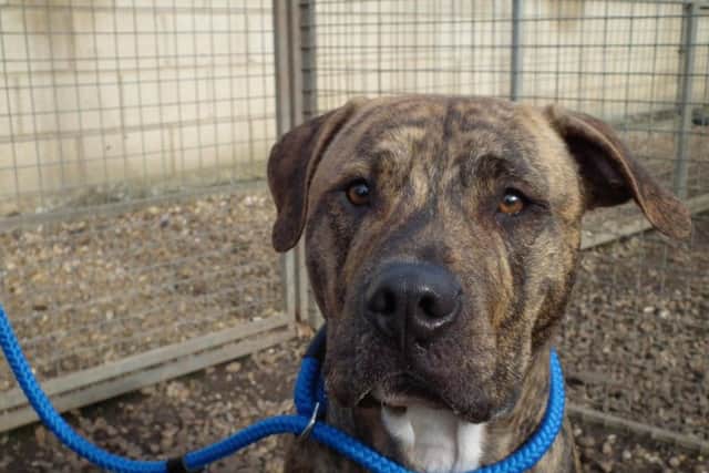 Muppet escaped during Storm Doris and bit members of the public. The male crossbreed could be put down if a police order is granted.