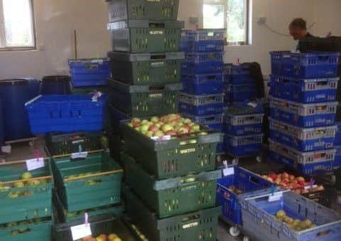 Apples waiting to be pressed