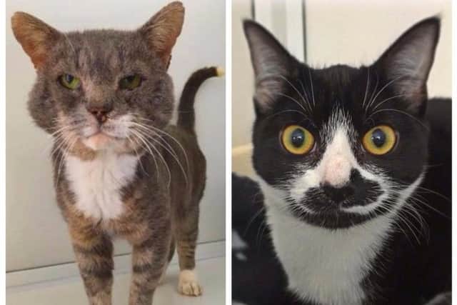 Albus and Tasha are two of 70 cats waiting for rehoming at RSPCA Northamptonshire.