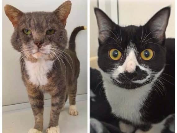 Albus and Tasha are two of 70 cats waiting for rehoming at RSPCA Northamptonshire.