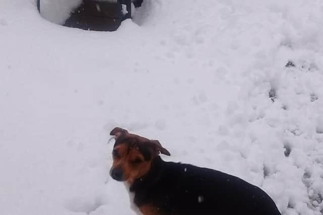 Ben's first snow! Picture Lynn Duke