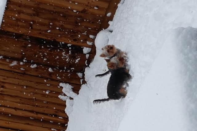Maggie and Daddy's first day in the snow. Picture Jackie Treeton