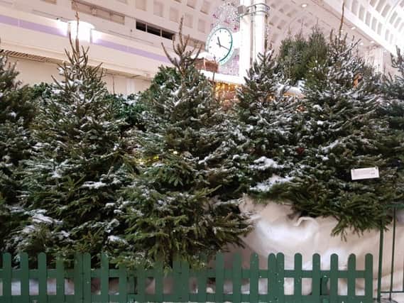 Bosses are on a mission to re-home fir trees, which made up part of the Enchanted Forest Grotto at Weston Favell shopping centre over Christmas.