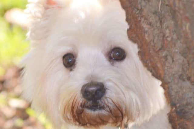 Freddie