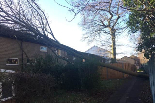 The tree fell onto the nearby houses at 5.20am today.