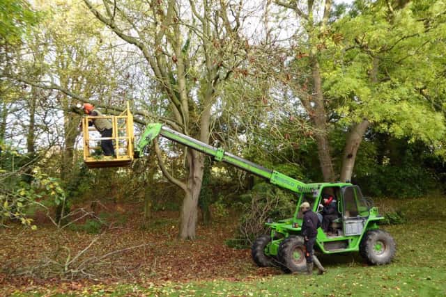 Chainsaw work in the farmhouse garden. Copyright Heather Jan Brunt