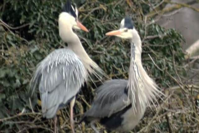 The herons are dancing again - spring must be on its way.