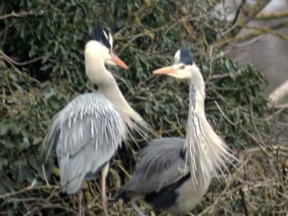 The herons are dancing again - spring must be on its way.