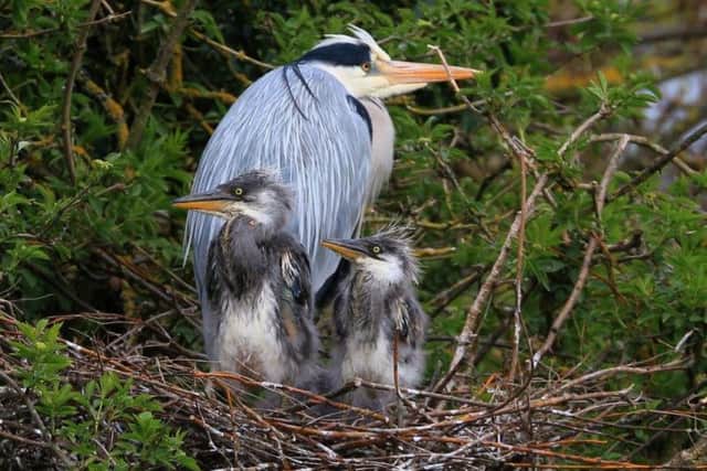 Pictured in April 2017, one of the parent herons with two of last year's three chicks.