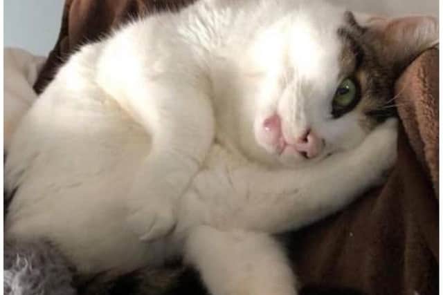 You can meet Cleo at the Brixworth site (NN6 9BW) - open 11am - 2pm every day, except Wednesdays.