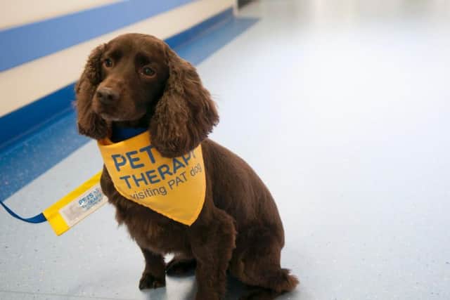 Indie is the newest recruit and is loved more by dementia patients.