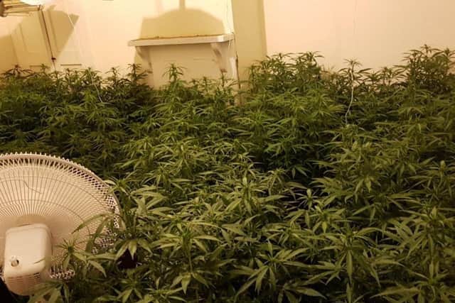 A total of 171 cannabis plants were found at a house in Abington.