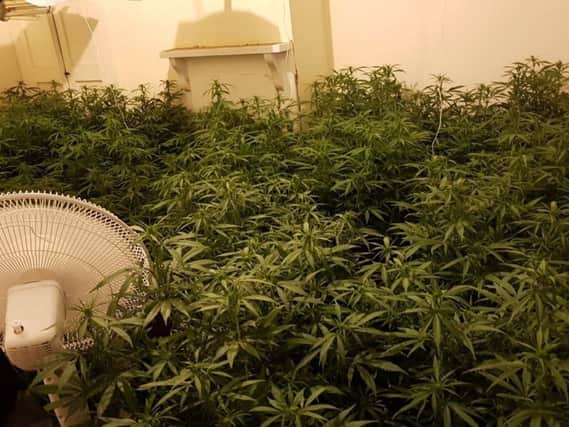A total of 171 cannabis plants were found at a house in Abington.