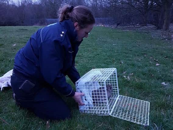 Inspector Susan Haywood took over one hour to rescue the bunny.