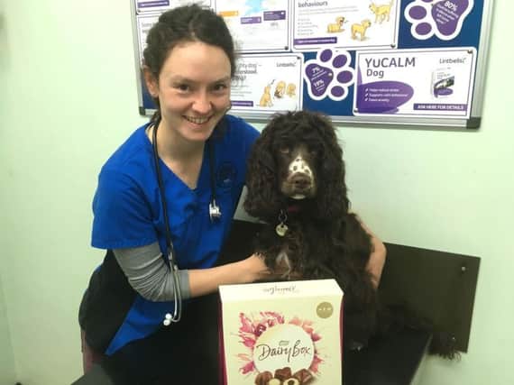 Northampton vet Elissa Tennant-BRown is warning dog and cat owners to be aware of the dangers chocolate can pose to their pets this easter.