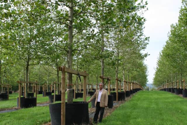 This is a tree nursery that grew trees for the Olympic Park