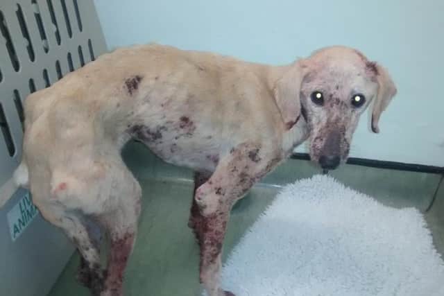 1,006 complaints to the RSPCA in Northamptonshire related to dogs