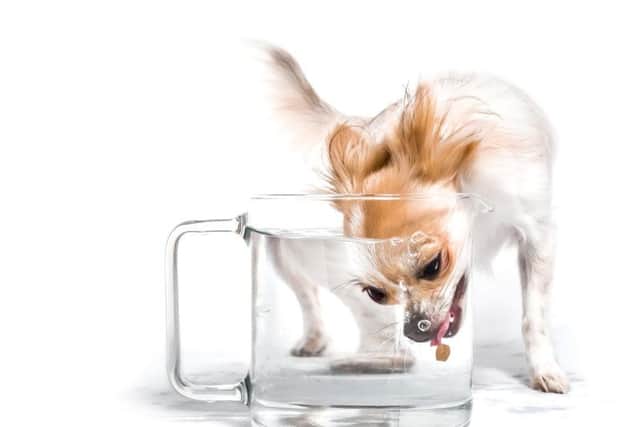Coco the chihuahua chases a dog biscuit into a jug of water.