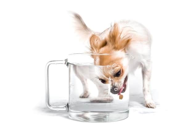 Coco the chihuahua chases a dog biscuit into a jug of water.