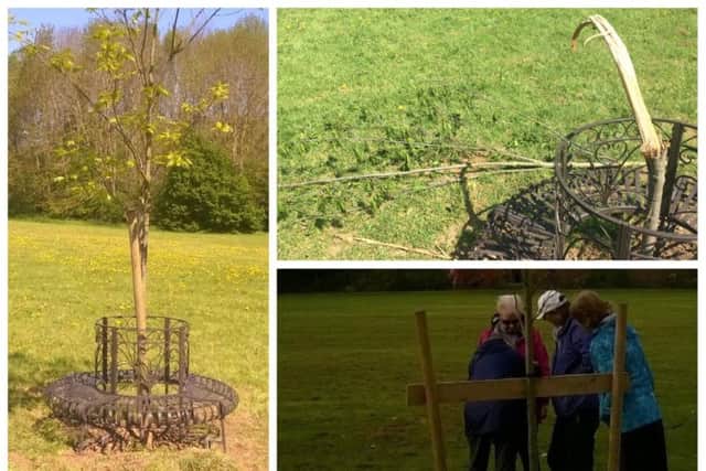 The commemorative American Red Oak tree was snapped in half over the weekend.