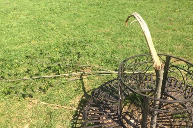 The tree was found in two pieces over the bank holiday.