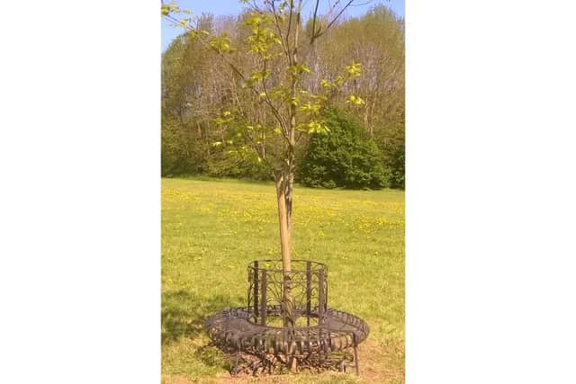 This photo of the tree was taken just a day before it was found snapped in half. The new commemorative bench had only just been installed.