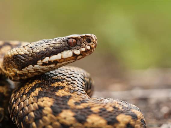 Your dog is most at risk of being bitten by an adder as the weather warms up and the snakes emerge from hibernation, Spinney Lodge Vets says.