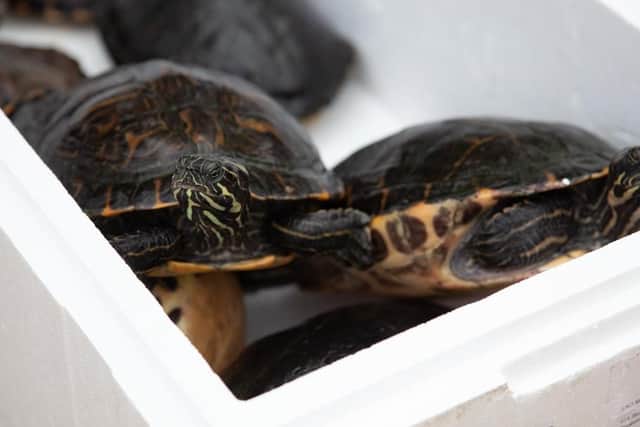 A family of nine terrapins were discovered on the banks of a canal in Blisworth.