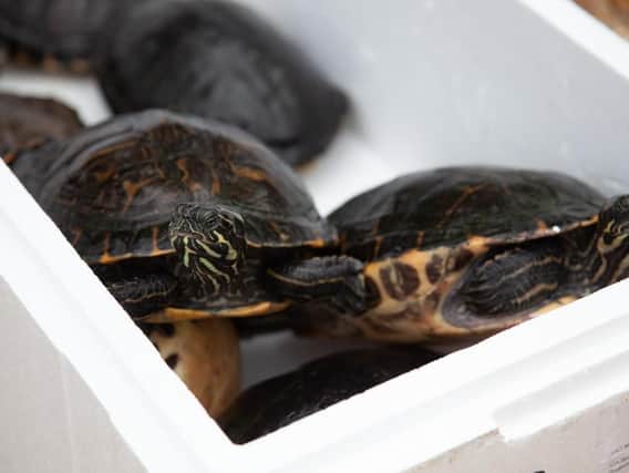 A family of nine terrapins were discovered on the banks of a canal in Blisworth.