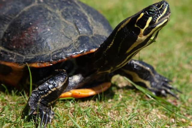 The yellow-bellied terrapin is native to swampy ecosystems like Florida.