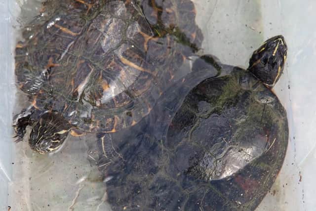 However, the yellow-bellied terrapin is listed as an "invasive, non-native species" in the UK and are "voracious" eaters of local wildlife.