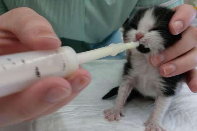The kittens will have to be hand-reared by the RSPCA until they are old enough to be rehomed, which is typically around 10 weeks old.