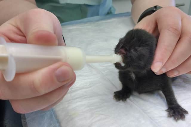 Its safe to say they were some of the smallest and cutest patients we have cared for."