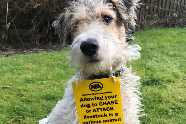 National Sheep Association warning about sheep worrying by dogs