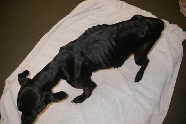 The suffering cross-bread dog was left dumped in an alleyway in Rectory Farm.