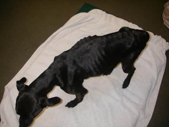 The suffering cross-bread dog was left dumped in an alleyway in Rectory Farm.