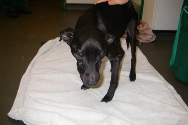 The RSPCA had to put the dog down because her health had deteriorated.