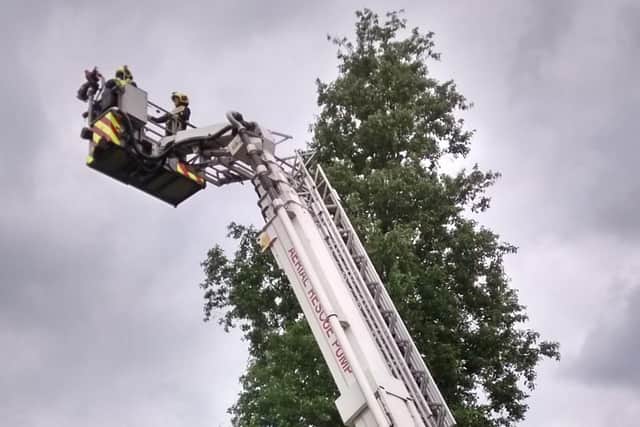 Firefighters were scaling the trees to find little Honey.