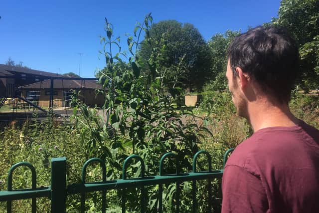 Mr Piko stands by some of the weeds in the playpark - now above head height.