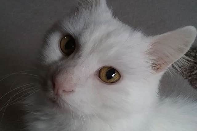Mr White is one of the cats needing a new home