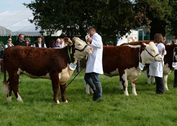 Judging the Hereford cattle at last year's show. Picture by Jake McNulty