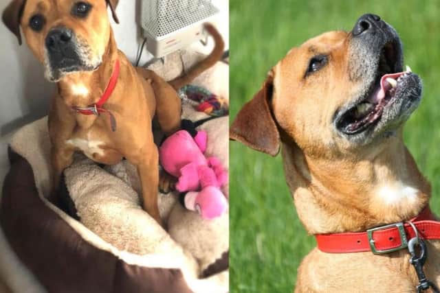 Sheba, a mastiff-cross aged 6, was taken in by the RSPCA after she was found left in a building in the town surrounded by drug paraphernalia last September.