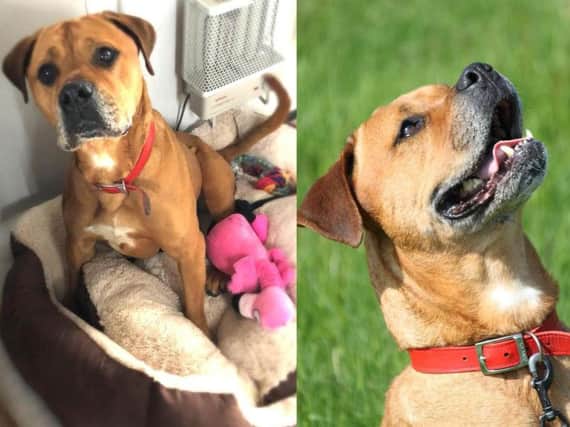 Sheba, a mastiff-cross aged 6, was taken in by the RSPCA after she was found left in a building in the town surrounded by drug paraphernalia last September.