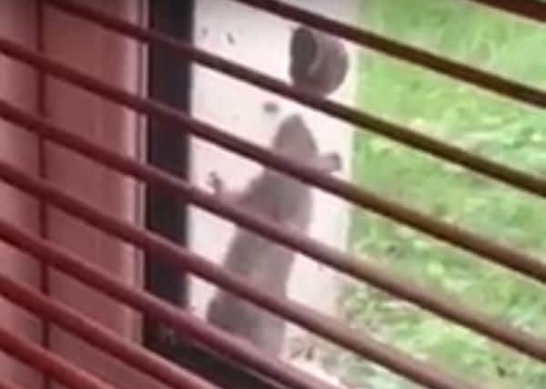 One resident filmed a rat climbing along her windowsill before scurrying up the wall and onto the roof.